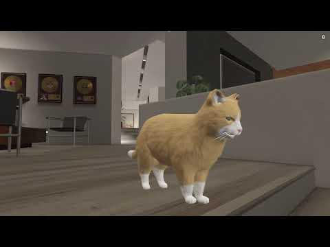 Mogie The House Cat
