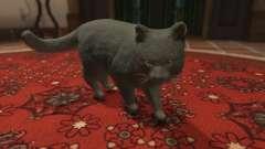 Gray House Cat для GTA 5